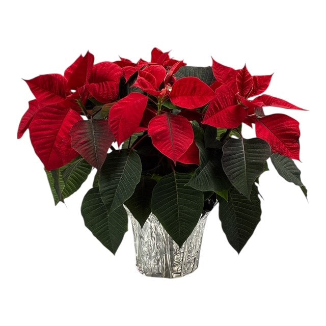 Large Poinsettia - Live Plant