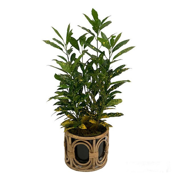 Premium Green Plant