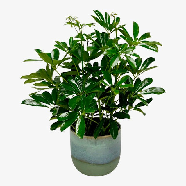 Premium Green Plant