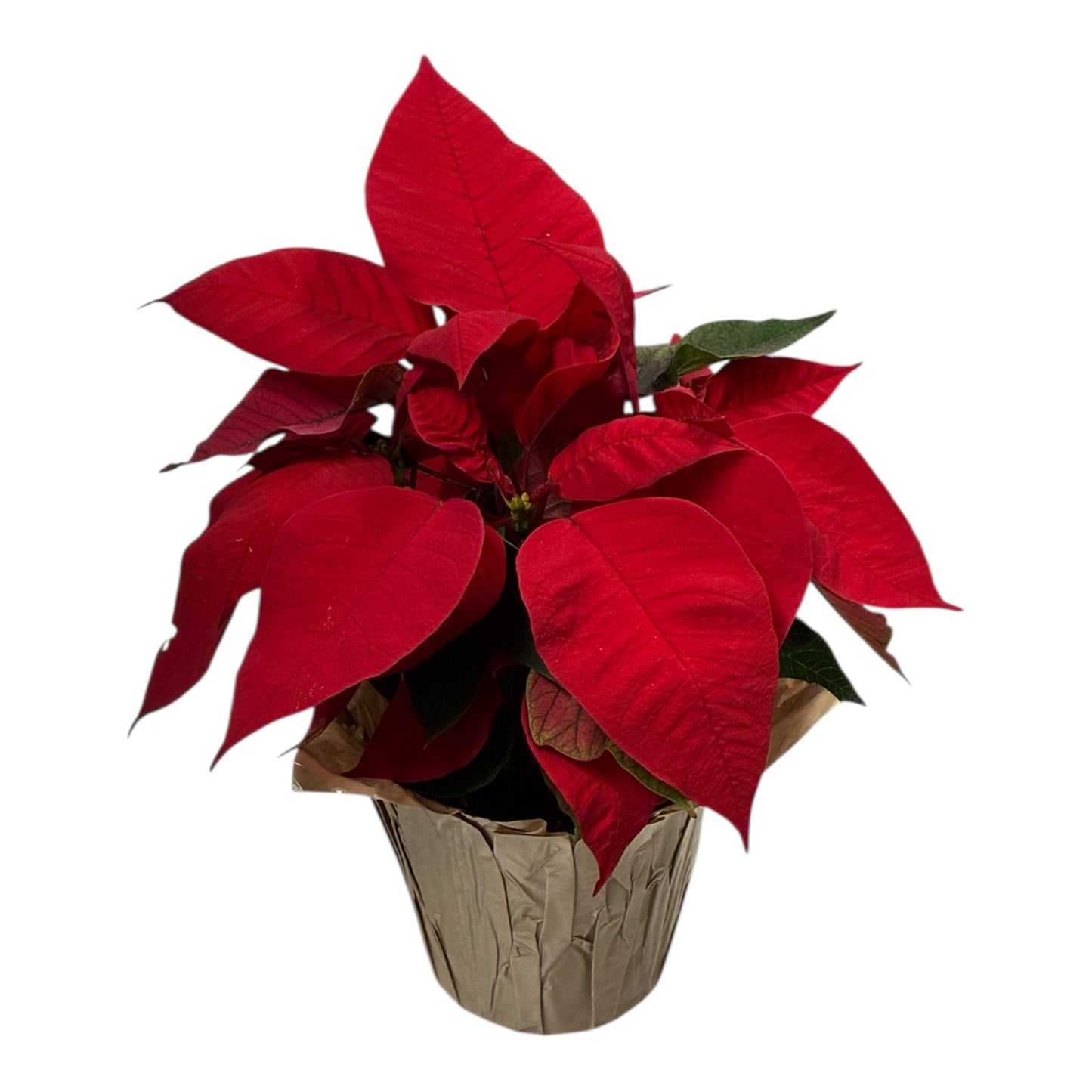 Small Poinsettia - Live Plant