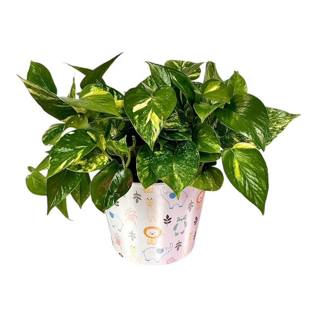 Welcome Baby! Plant