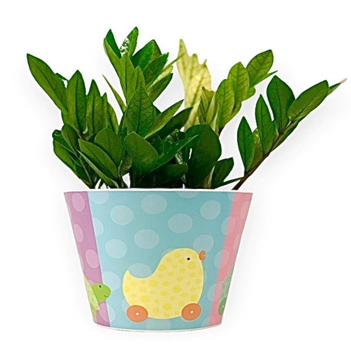 Welcome Baby! Plant